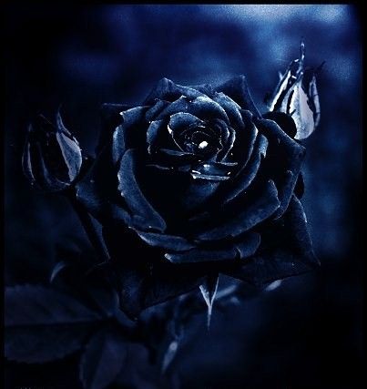 černá růže 